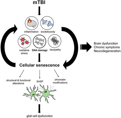 Cellular Senescence in Traumatic Brain Injury: Evidence and Perspectives